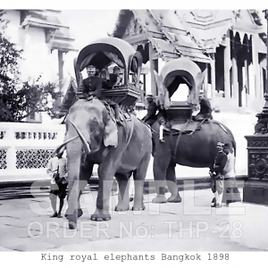 Kings royal elephants