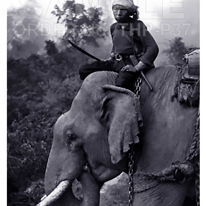 Chiang Rai working elephants