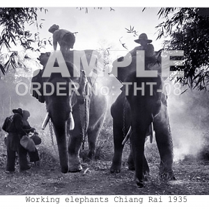 Elephants Thailand