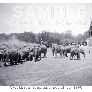 Thailand elephants Ayutthaya