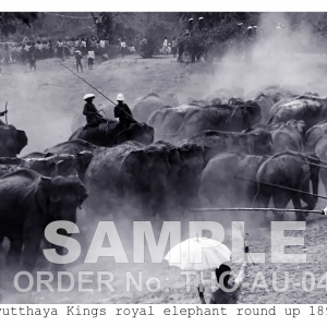 Ayutthaya Kings Elephant round up