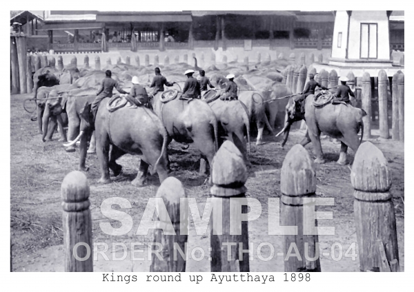 Kings round up elephants